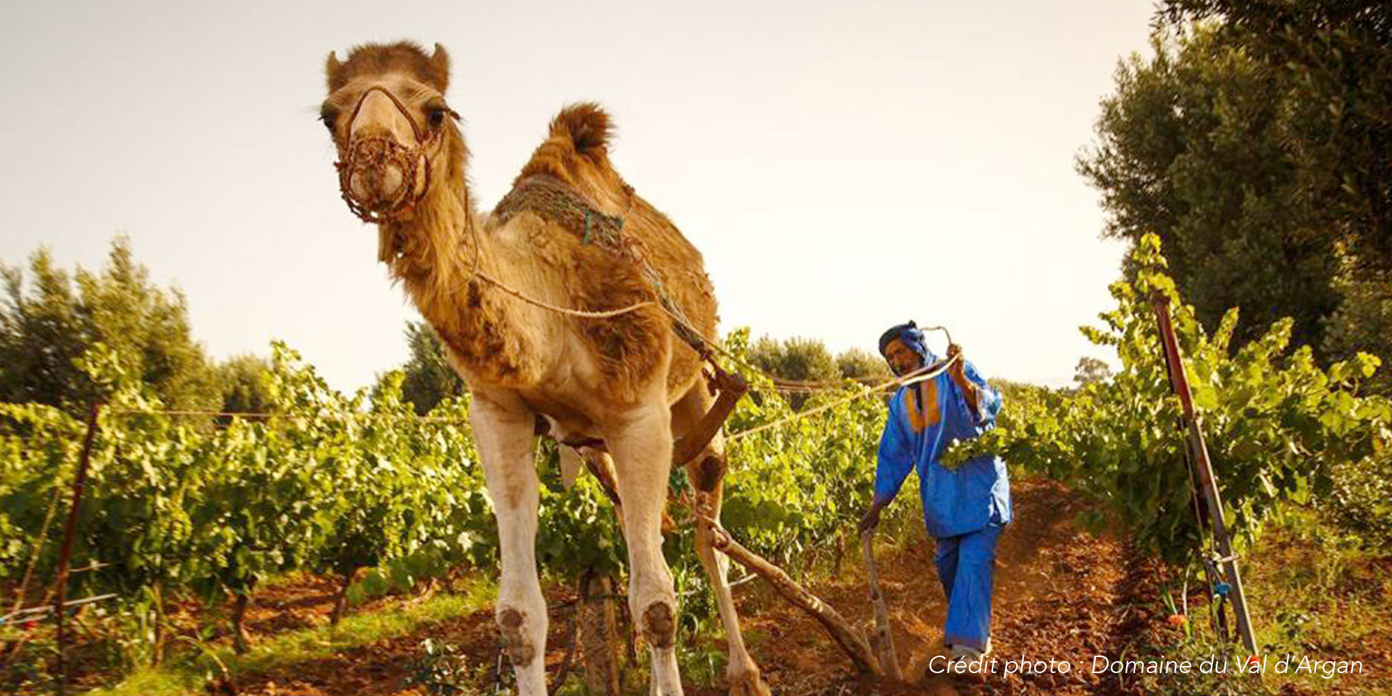 A la découverte du vignoble Marocain
