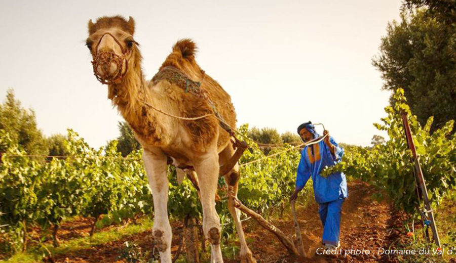 A la découverte du vignoble Marocain