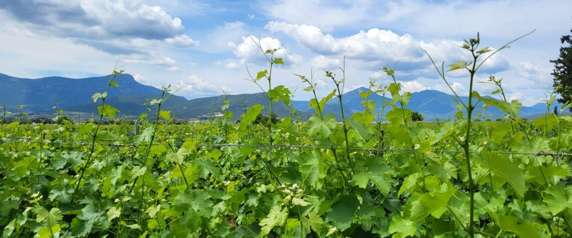 domaine nikolaou