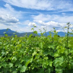domaine nikolaou