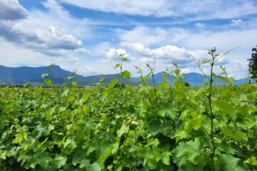 Domaine Nikolaou, Nemea : l’Agiorgitiko dans toute sa splendeur