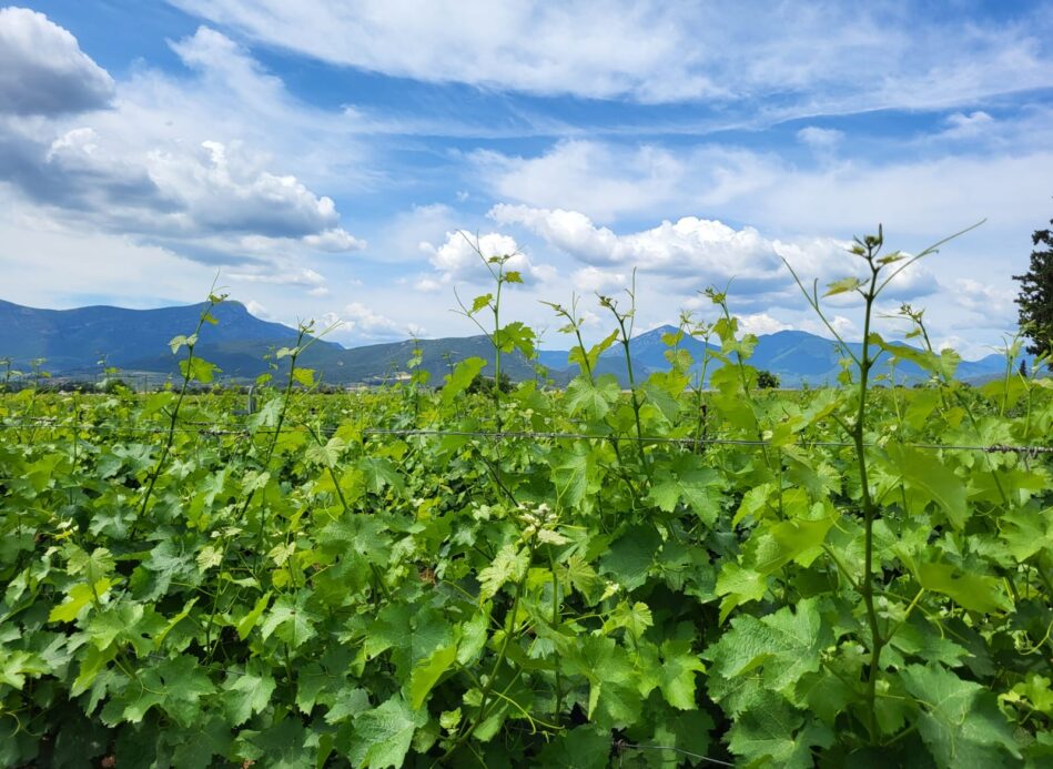 Domaine Nikolaou, Nemea : l’Agiorgitiko dans toute sa splendeur