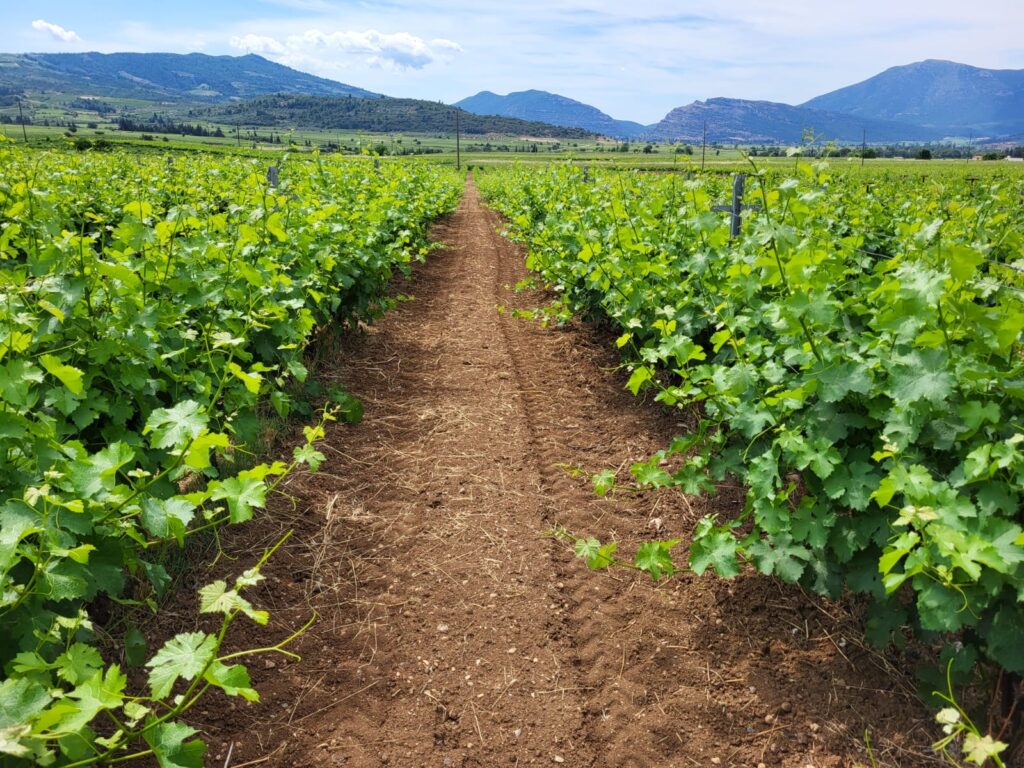 domaine nikolaou