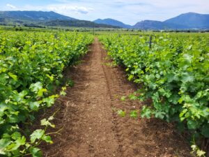 domaine nikolaou