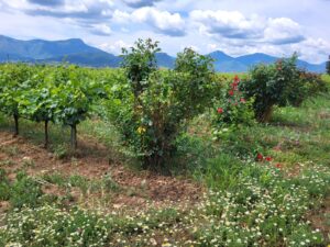 domaine nikolaou