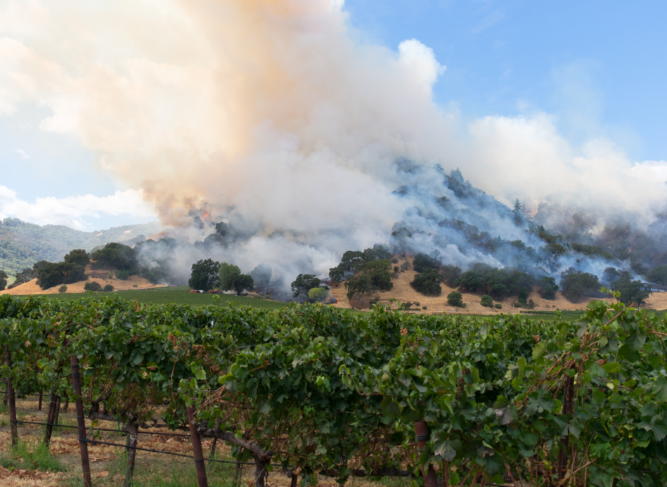 Vignobles en feu, vendanges sous tension