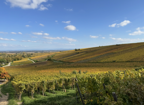 L’Alsace, un vignoble qui met les femmes en lumière