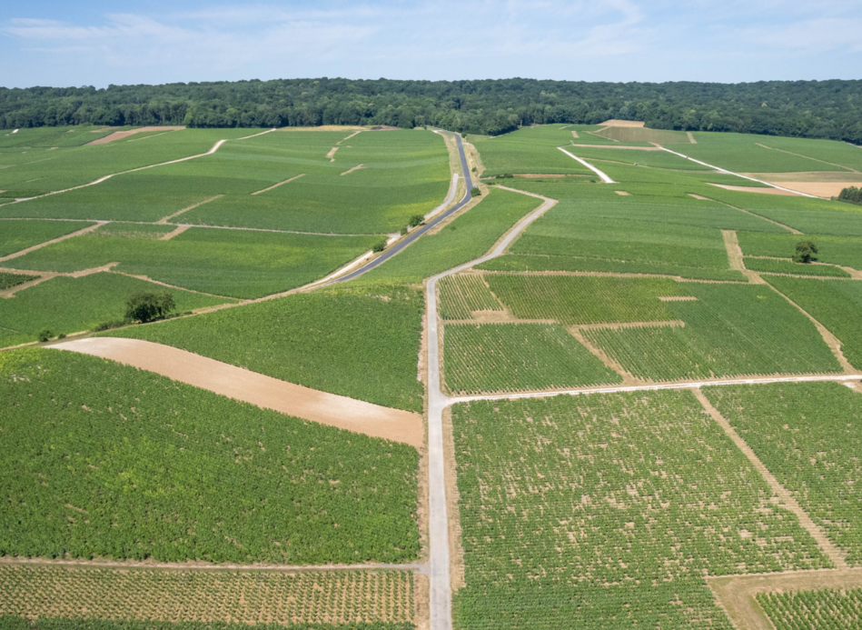 Champagne de Vignerons : la signature des caractères