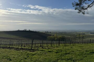 Gaillac, le vignoble indocile qui cultive sa différence