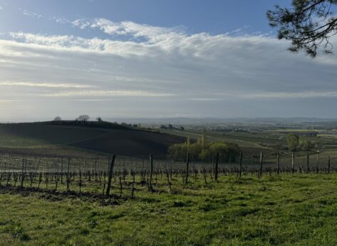 Gaillac, le vignoble indocile qui cultive sa différence