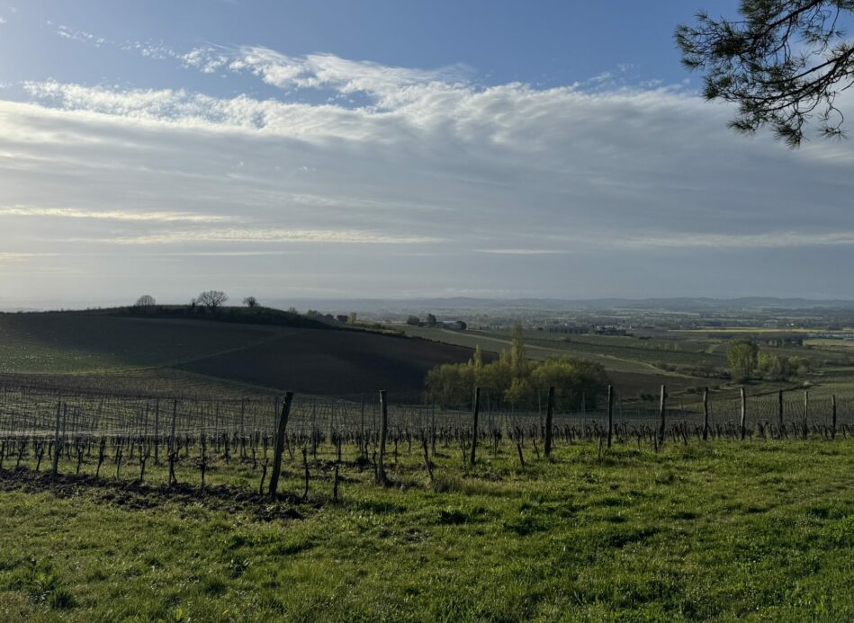 Gaillac, le vignoble indocile qui cultive sa différence