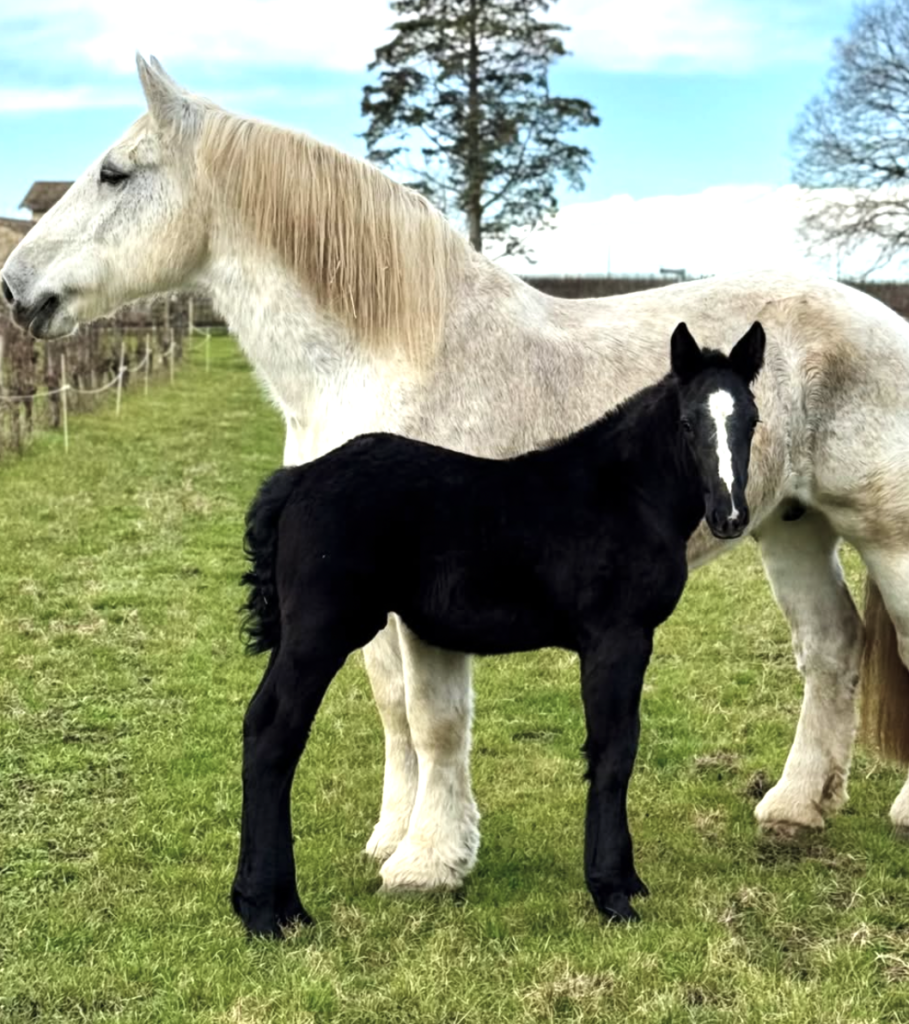 Portos, poulain noir de Cheval des Vignes, aux côtés d’une jument percheronne dans les vignes
