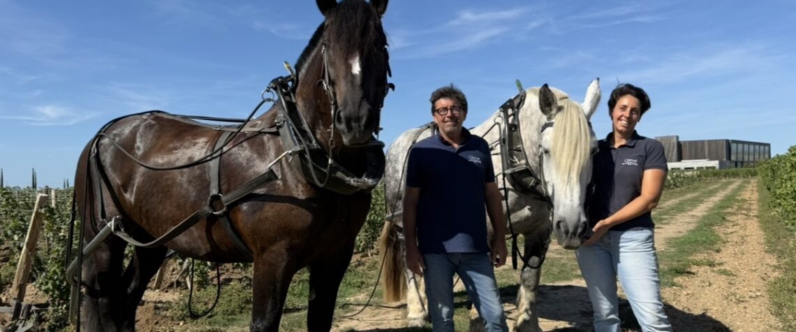 Sébastien et Juliette Bouetz avec les chevaux Kelly et Griotte dans une parcelle de vigne.