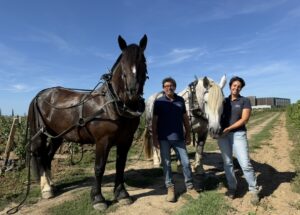 Sébastien et Juliette Bouetz avec les chevaux Kelly et Griotte dans une parcelle de vigne.