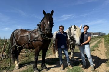 Cheval des Vignes : dans les pas de ceux qui travaillent la vigne autrement