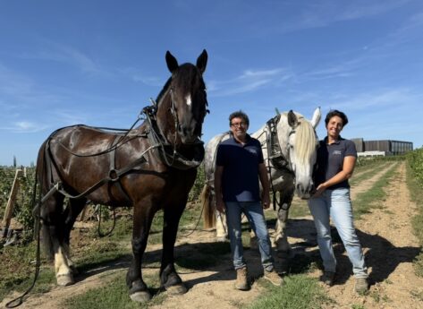 Cheval des Vignes : dans les pas de ceux qui travaillent la vigne autrement