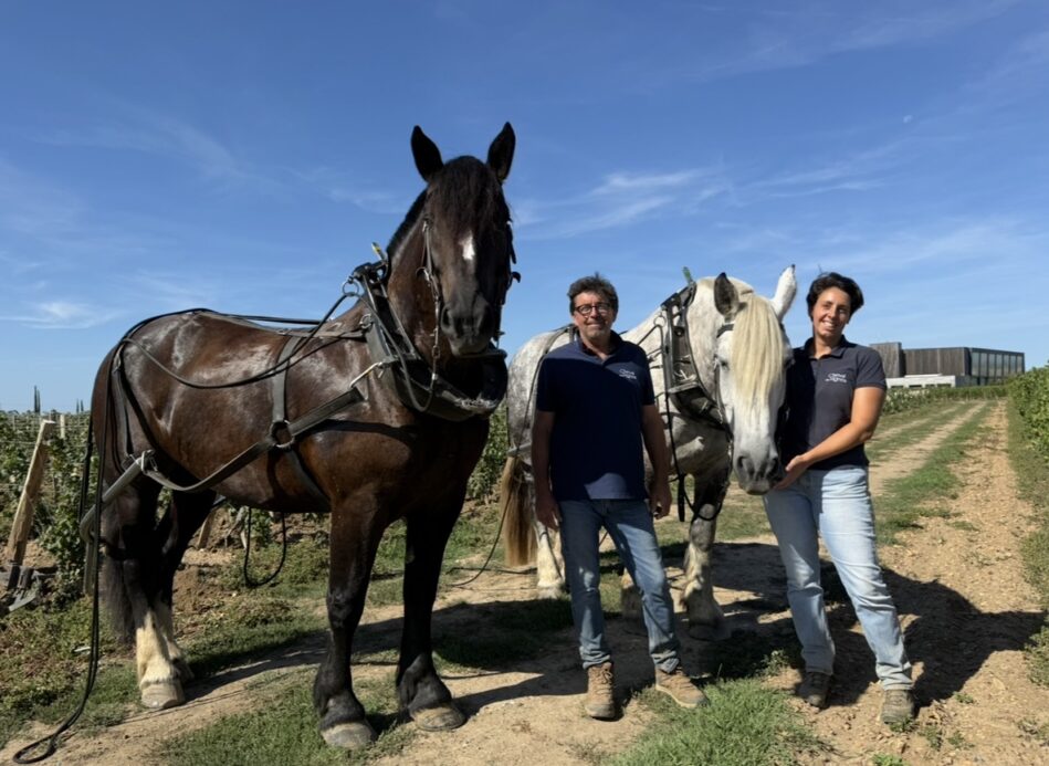 Cheval des Vignes : dans les pas de ceux qui travaillent la vigne autrement