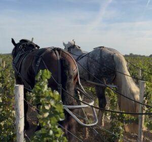Deux chevaux de trait de Cheval des Vignes équipés pour travailler le sol entre les rangs de vigne