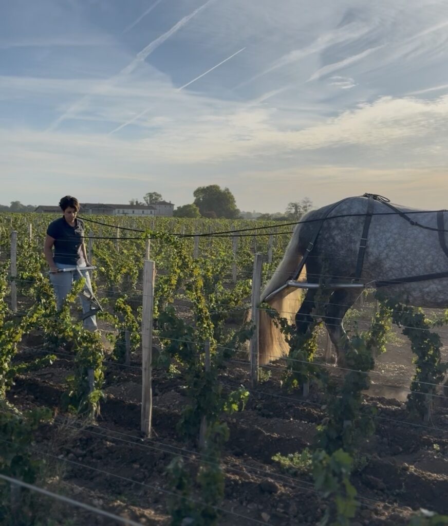 Juliette Bouetz travaille le sol d’une vigne derrière un cheval de trait de Cheval des Vignes