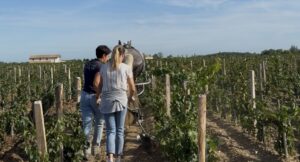 Initiation au travail du sol derrière un cheval de trait dans une parcelle de vigne