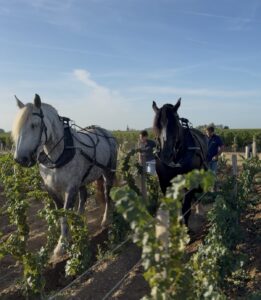 Deux chevaux de trait de Cheval des Vignes travaillent entre les rangs d’une parcelle viticole