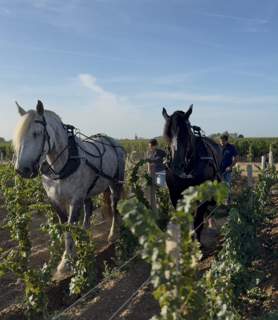 Deux chevaux de trait de Cheval des Vignes travaillent entre les rangs d’une parcelle viticole