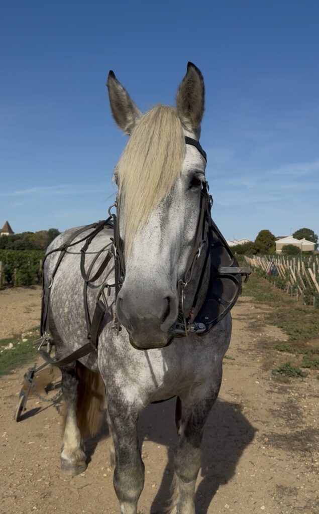 Portrait de face de Griotte, jument grise de Cheval des Vignes, harnachée pour le travail