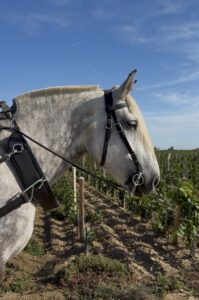 Griotte, jument grise de Cheval des Vignes, équipée pour travailler dans les vignes