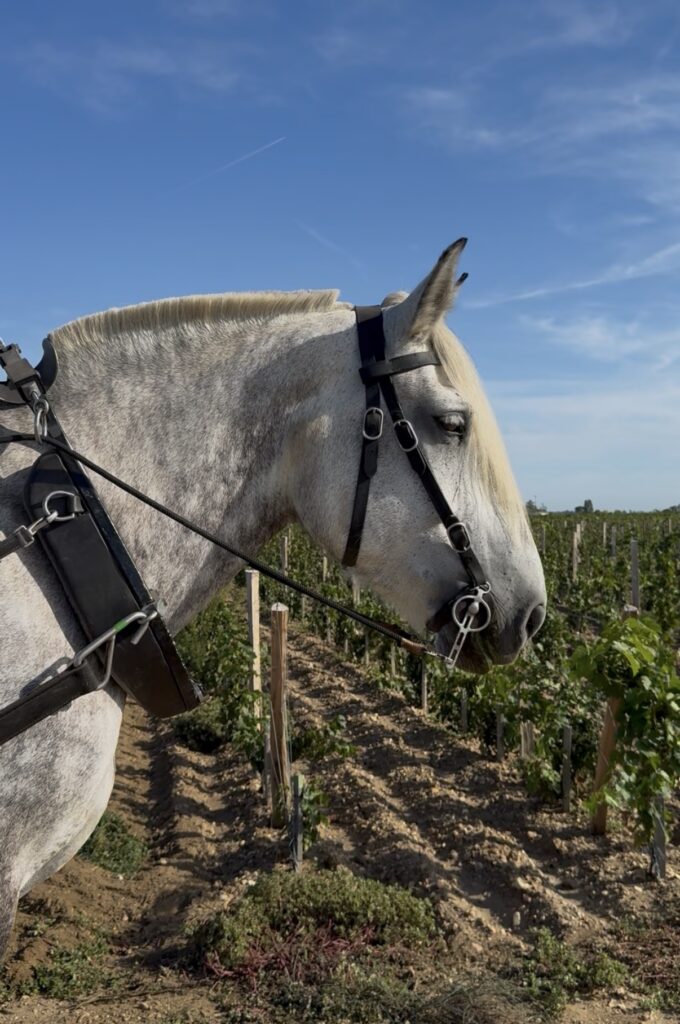 Griotte, jument grise de Cheval des Vignes, équipée pour travailler dans les vignes