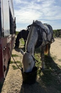 Un cheval de trait de Cheval des Vignes mange sa soupe pendant la pause de mi-journée